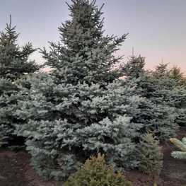 Ель колючая Глаука (Picea pungens 'Glauca') Extra