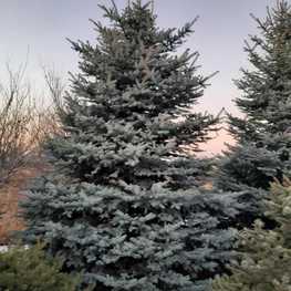 Ель колючая Глаука (Picea pungens 'Glauca') Extra