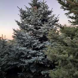 Ель колючая Глаука (Picea pungens 'Glauca') Extra