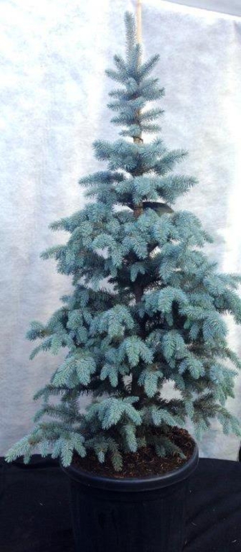 Ель колючая Блю Маунтин (Picea pungens 'Blue Mountain')