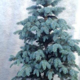 Ель колючая Блю Маунтин (Picea pungens 'Blue Mountain')