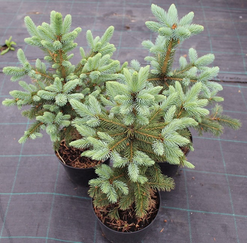 Ель колючая Супер Блю (Picea pungens 'Super Blue')