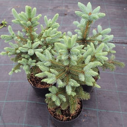 Ель колючая Супер Блю (Picea pungens 'Super Blue')