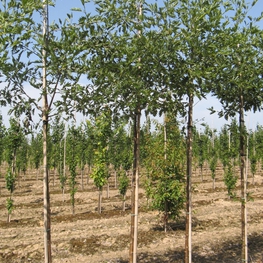 Ольха серая Лациниата (Alnus incana 'Laciniata')