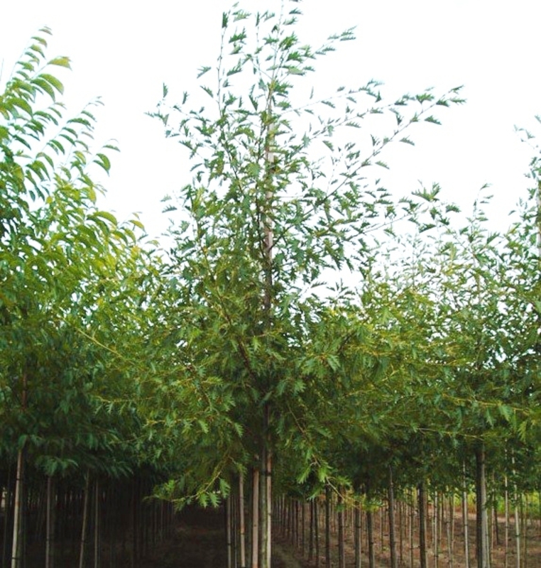 Ольха черная Империалис (Alnus glutinosa 'Imperialis')