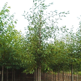 Ольха черная Империалис (Alnus glutinosa 'Imperialis')