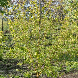 Ольха серая Ауреа (Alnus incana 'Aurea')