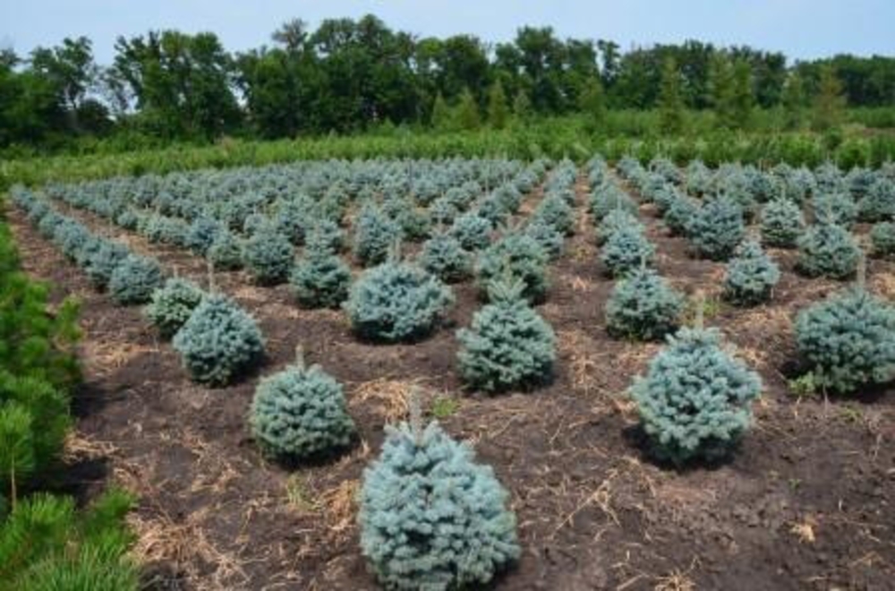 Ель колючая Супер Блю Сидлинг (Picea pungens 'Super Blue Seedling')