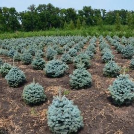 Ель колючая Супер Блю Сидлинг (Picea pungens 'Super Blue Seedling')