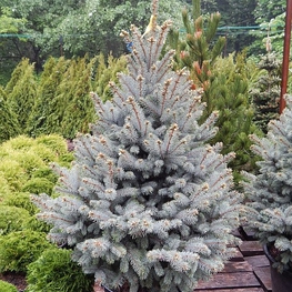 Ель колючая Балатон (Picea pungens 'Balaton')