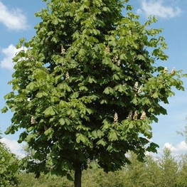 Каштан конский (Aesculus hippocastanum)