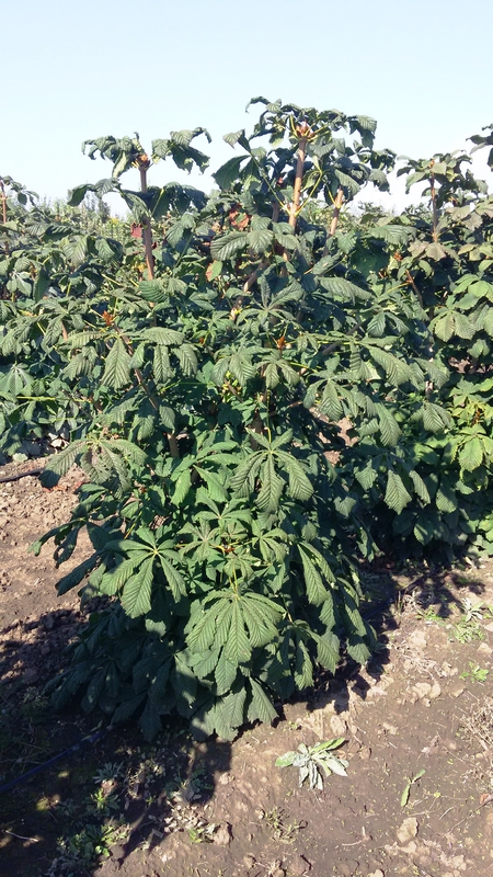 Каштан конский (Aesculus hippocastanum) кустовой