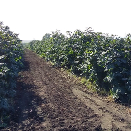 Каштан конский (Aesculus hippocastanum) кустовой