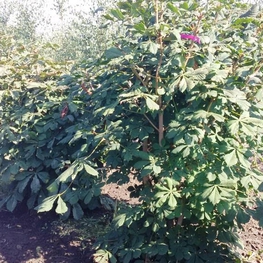 Каштан конский (Aesculus hippocastanum) кустовой