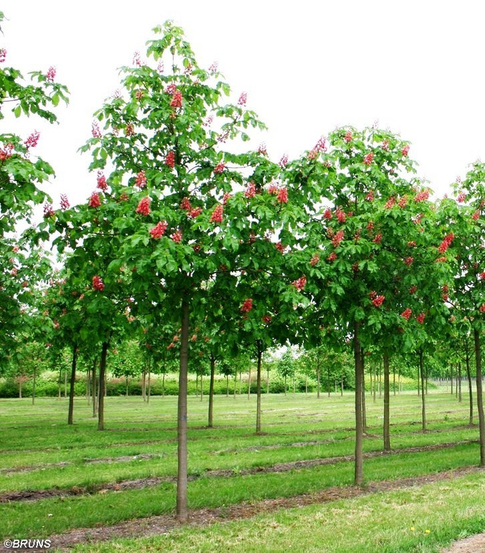 Каштан конский мясокрасный Бриоти (Aesculus x carnea 'Briotii')
