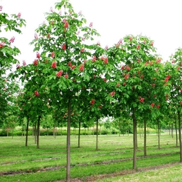 Каштан конский мясокрасный Бриоти (Aesculus x carnea 'Briotii')
