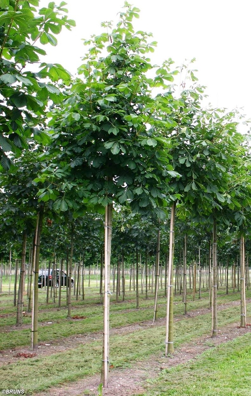 Каштан конский Баумани (Aesculus hippocastanum 'Baumanii')