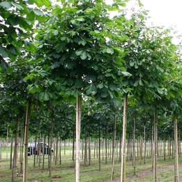 Каштан конский Баумани (Aesculus hippocastanum 'Baumanii')