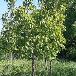 Каштан голый (Aesculus glabra)