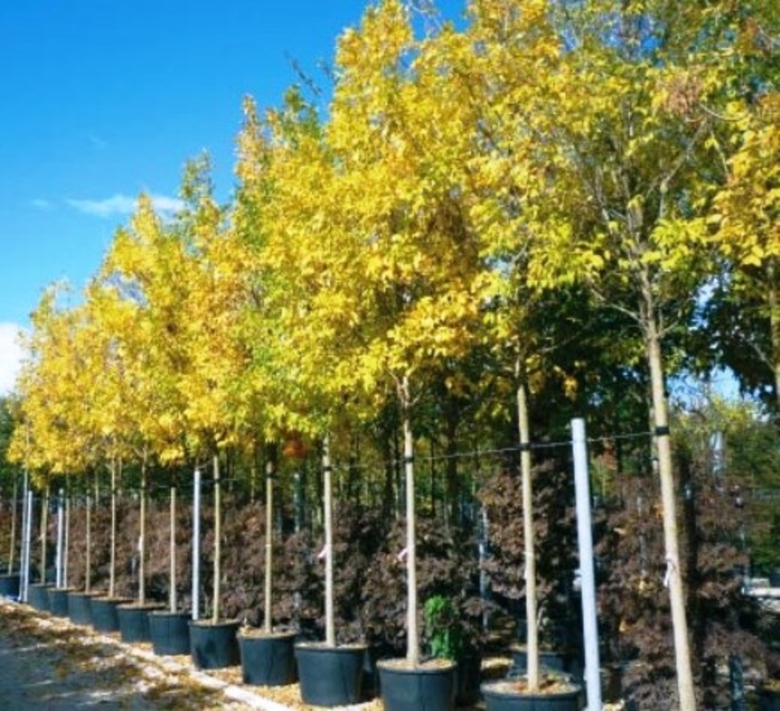 Ясень золотистый (Fraxinus excelsior 'Aurea')