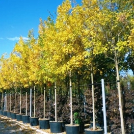 Ясень золотистый (Fraxinus excelsior 'Aurea')