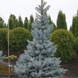 Ель колючая Омега (Picea pungens 'Omega')
