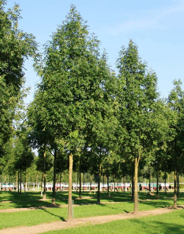 Ясень обыкновенный Вестхофс Глори (Fraxinus excelsior 'Westhof's Glorie')