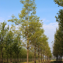 Ясень американский (Fraxinus americana)