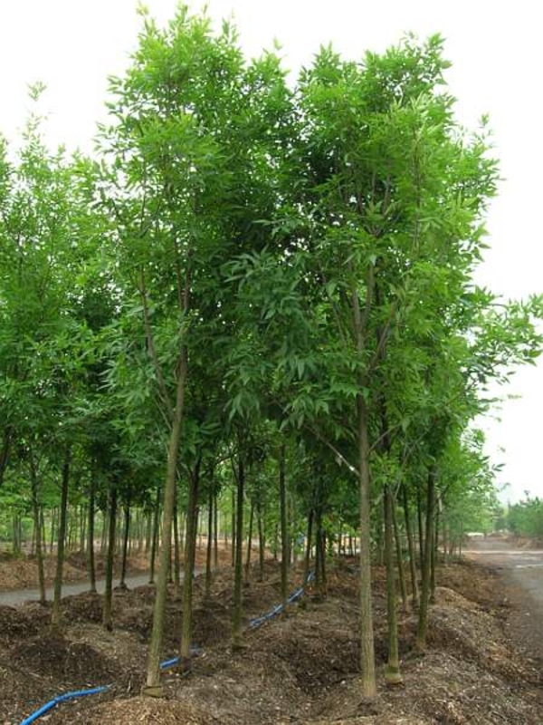 Ясень зелёный (Fraxinus pennsylvanica)