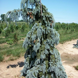 Ель колючая Пендула (Picea pungens 'Pendula')