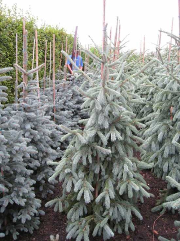 Ель Энгельманна Глаука (Picea engelmannii 'Glauca')
