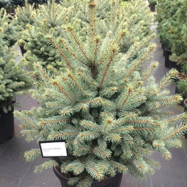 Ель колючая Сестер Блю (Picea pungens 'Sester Blue')
