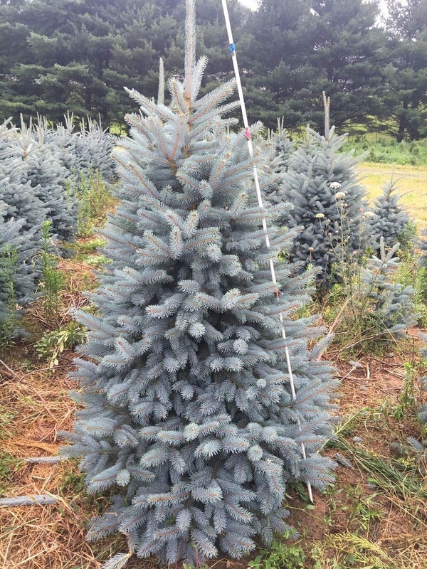 Ель колючая Бейби Блю (Picea pungens 'Baby Blue')