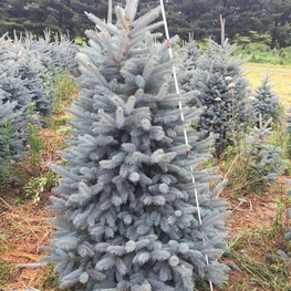 Ель колючая Бейби Блю (Picea pungens 'Baby Blue')