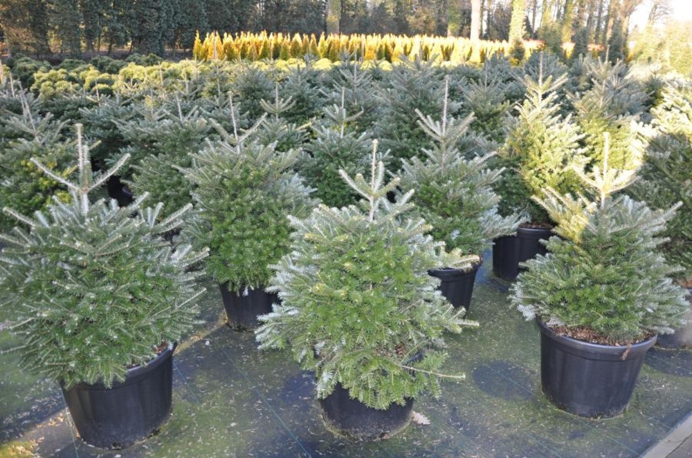 Пихта корейская Молли (Abies koreana 'Molli')