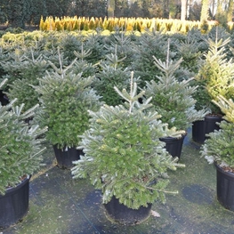 Пихта корейская Молли (Abies koreana 'Molli')