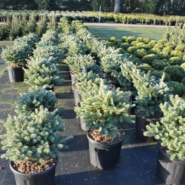 Пихта корейская Молли (Abies koreana 'Molli')