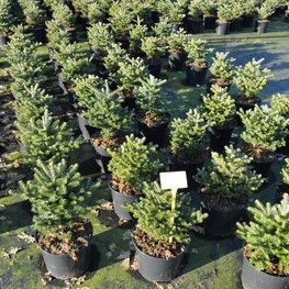 Пихта корейская Молли (Abies koreana 'Molli')