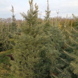 Пихта Одноцветная "Abies concolor"