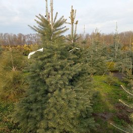 Пихта Одноцветная "Abies concolor"