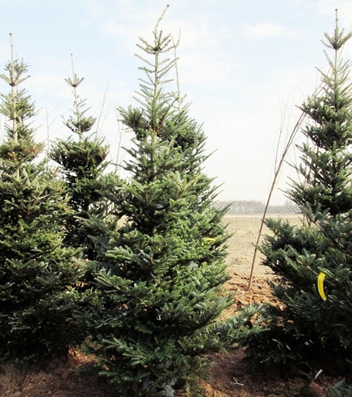 Пихта корейская (Abies koreana)