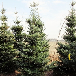 Пихта корейская (Abies koreana)