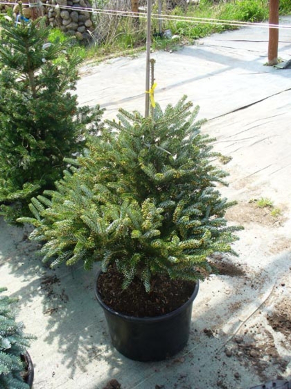 Пихта корейская Сильберлок (Abies koreana 'Silberlocke')