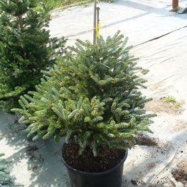 Пихта корейская Сильберлок (Abies koreana 'Silberlocke')