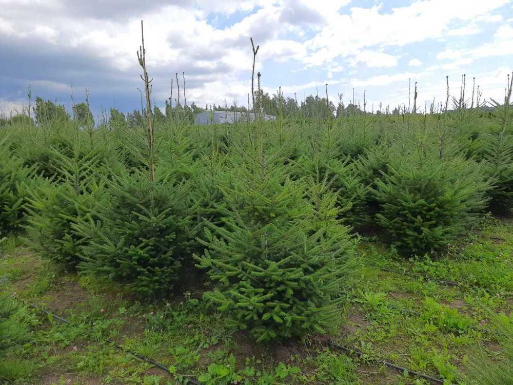Пихта бальзамическая Бальзамеа (Abies balsamea 'Balsamea')