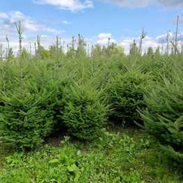 Пихта бальзамическая Бальзамеа (Abies balsamea 'Balsamea')