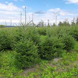 Пихта бальзамическая Бальзамеа (Abies balsamea 'Balsamea')