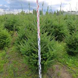 Пихта бальзамическая Бальзамеа (Abies balsamea 'Balsamea')