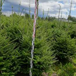 Пихта бальзамическая Бальзамеа (Abies balsamea 'Balsamea')