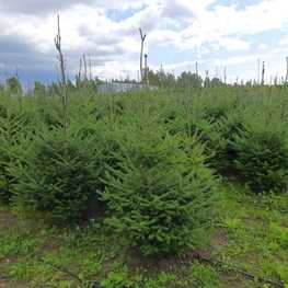 Пихта бальзамическая Бальзамеа (Abies balsamea 'Balsamea')